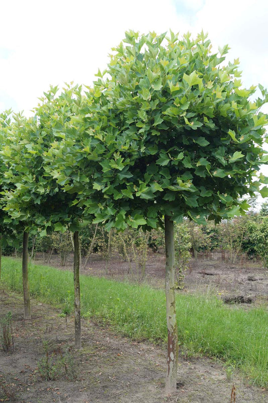 Platanus hispanica 'Alphen's Globe' op stam op stam
