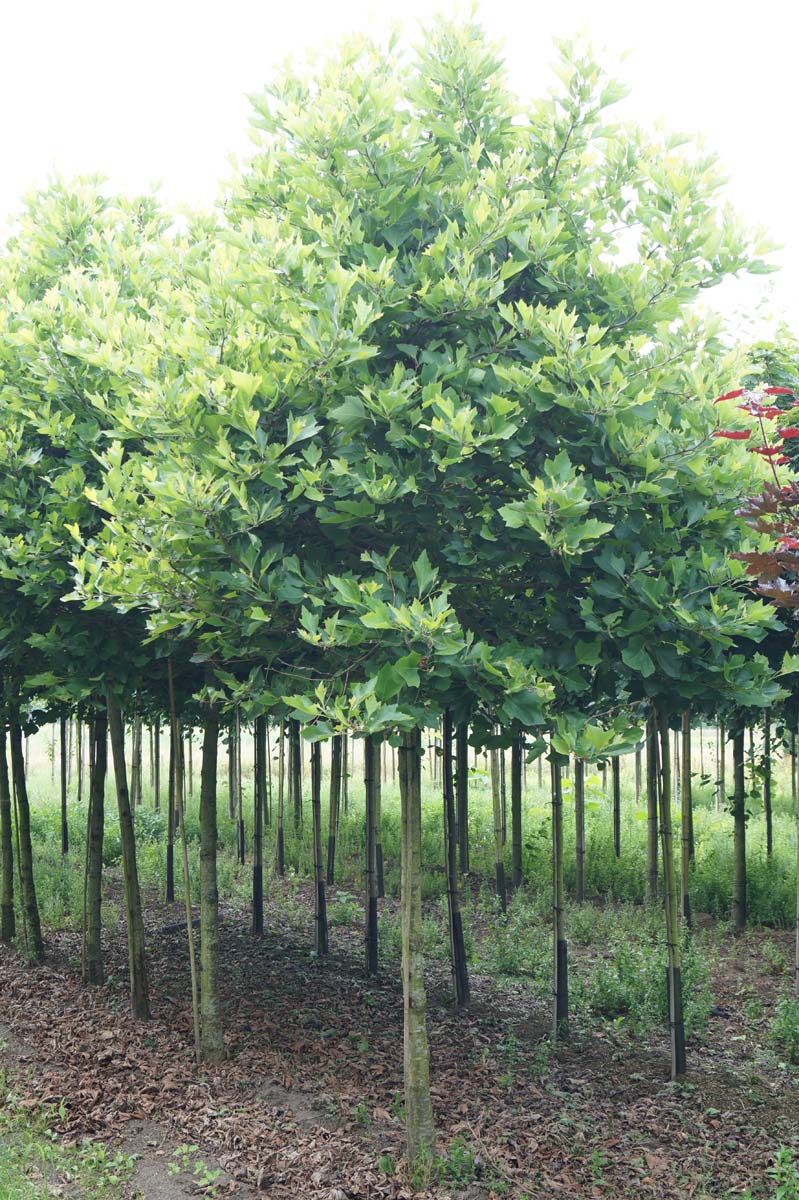 Platanus hispanica 'Alphen's Globe' op stam op stam
