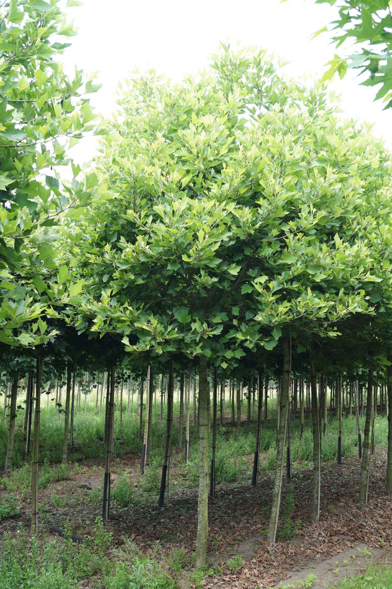 Platanus hispanica 'Alphen's Globe' op stam op stam