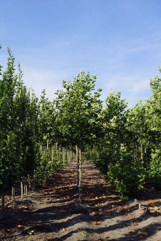 Platanus hispanica 'Huissen' op stam op stam