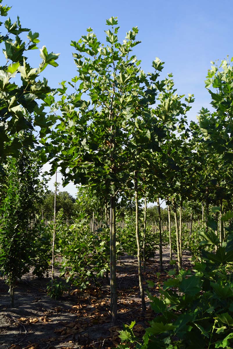 Platanus hispanica 'Huissen' op stam op stam