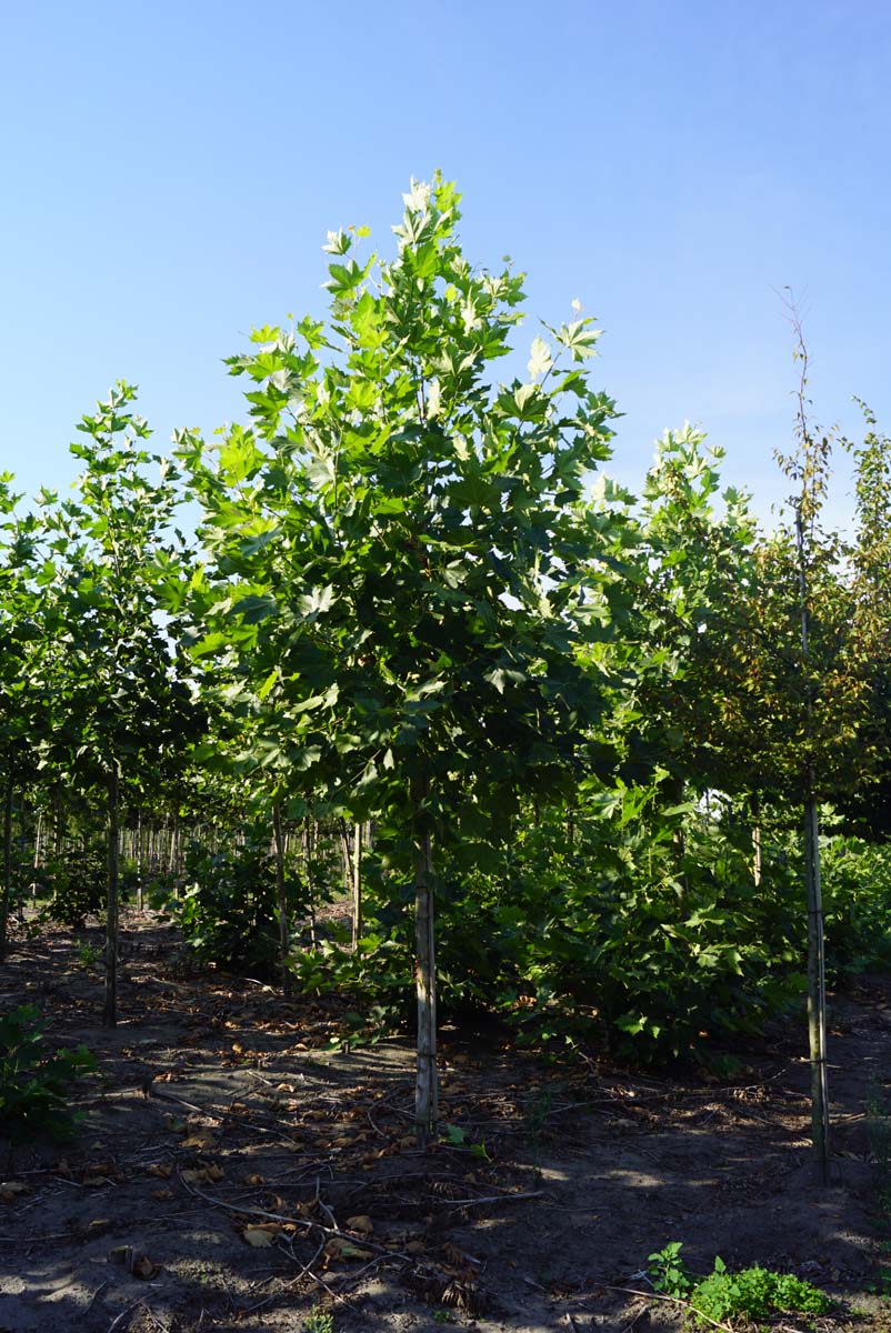 Platanus hispanica 'Huissen' op stam op stam