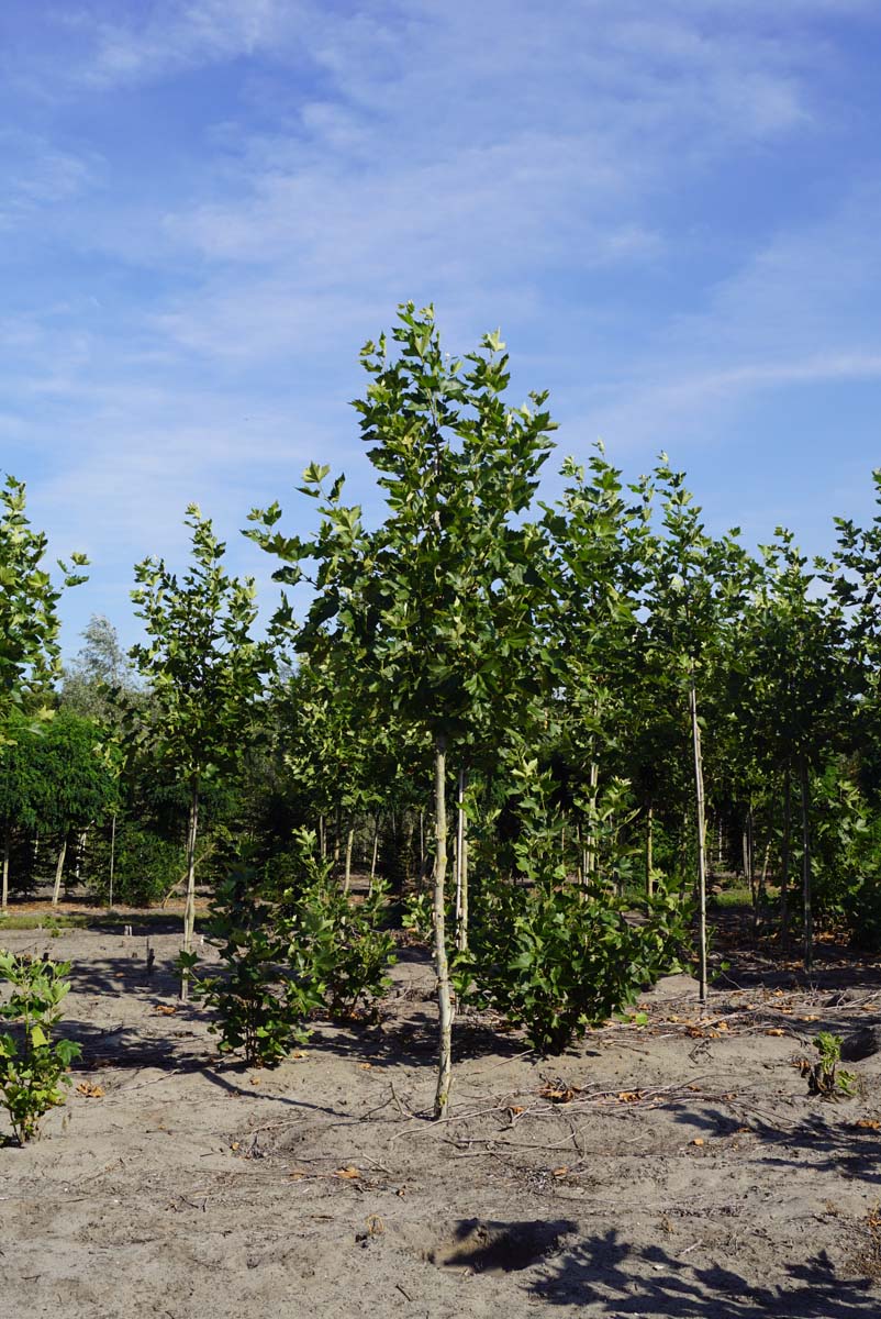 Platanus hispanica 'Pyramidalis' op stam