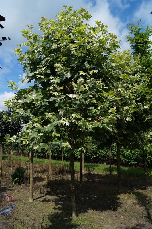 Platanus hispanica 'Suttneri' op stam
