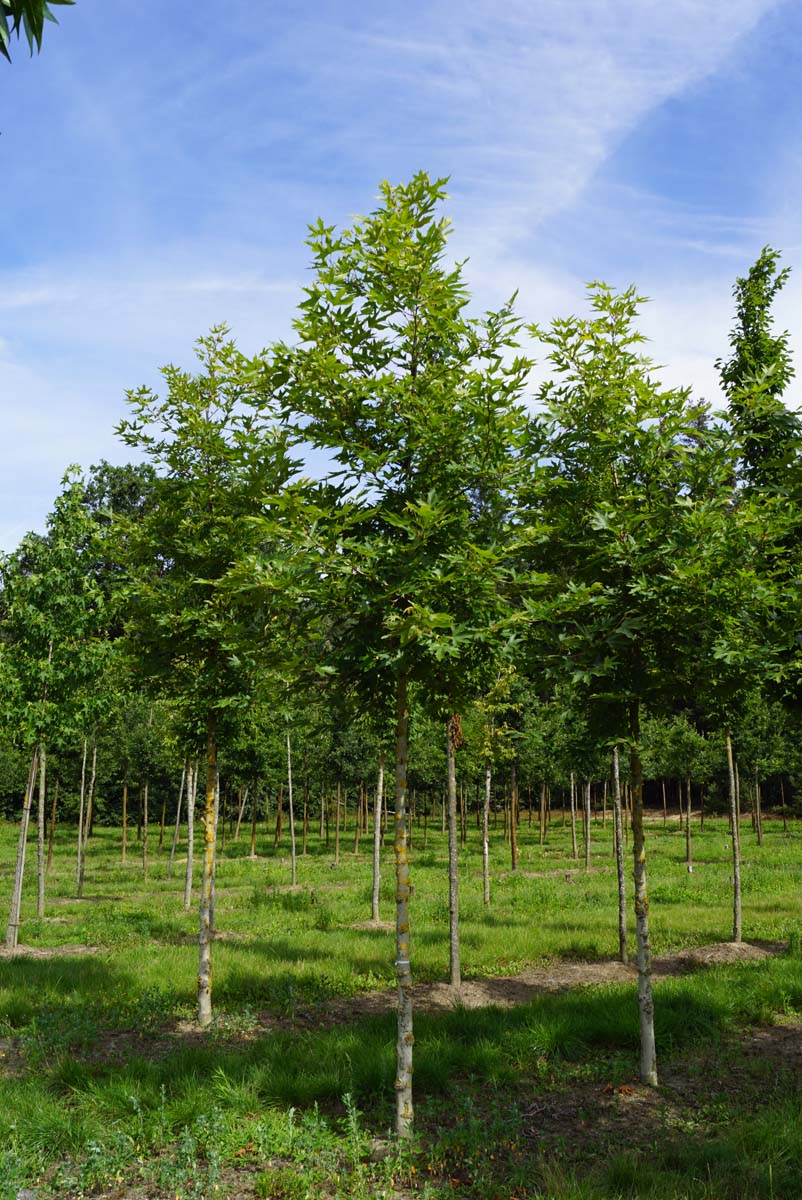 Platanus orientalis 'Minaret' op stam op stam