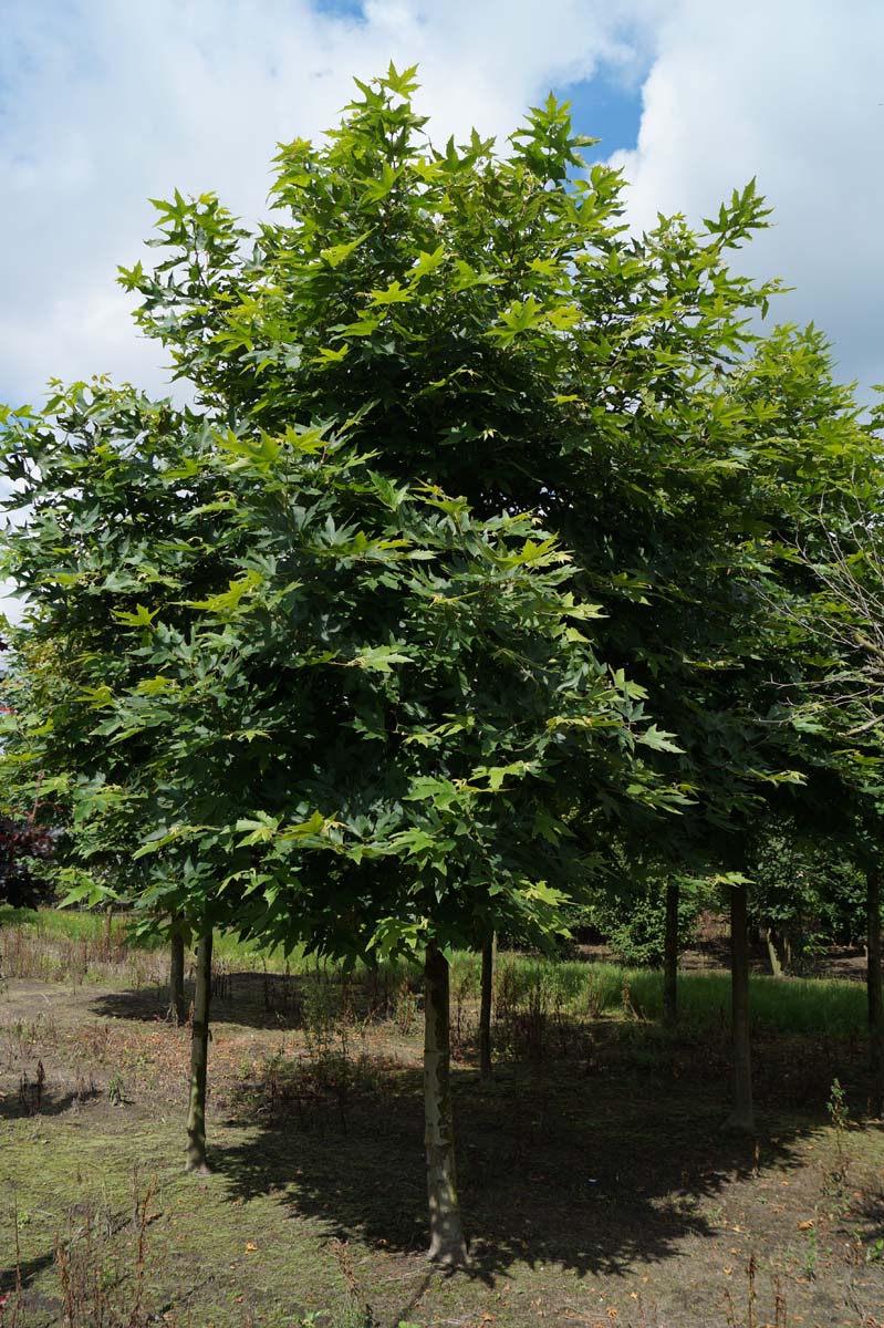 Platanus orientalis 'Minaret' op stam op stam