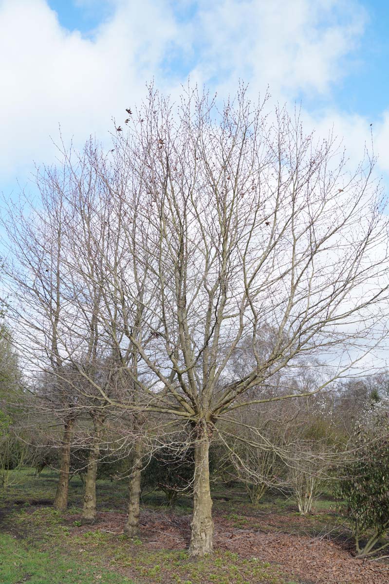 Platanus orientalis 'Minaret' op stam op stam