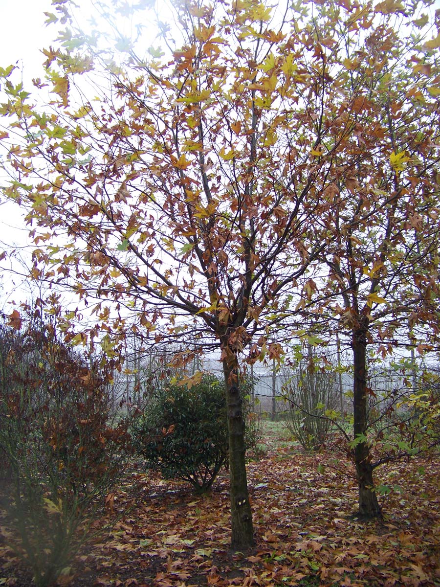 Platanus orientalis 'Minaret' op stam op stam