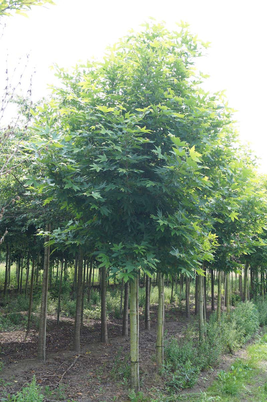 Platanus orientalis 'Mirkovec' op stam op stam