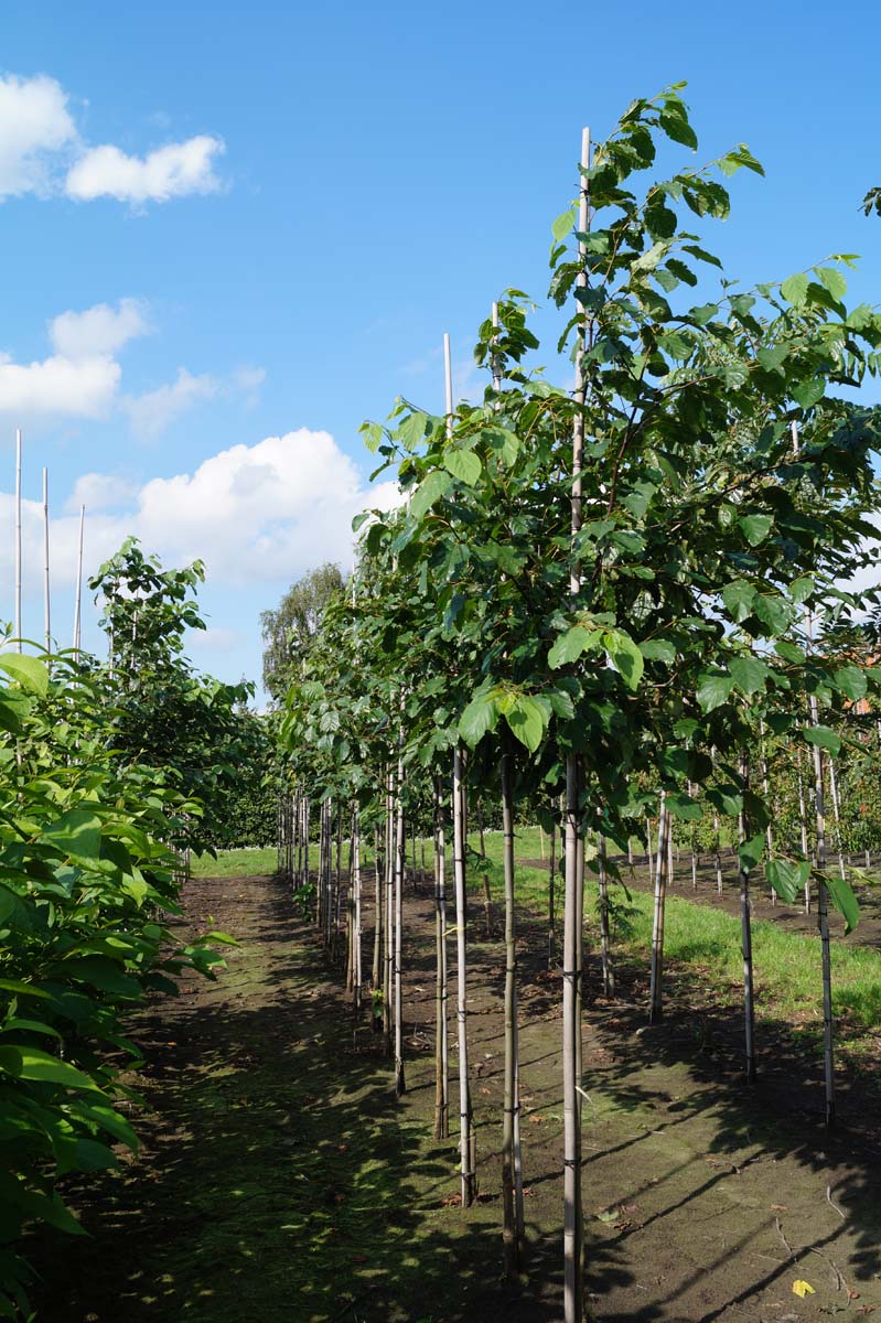 Poliothyrsis sinensis op stam op stam