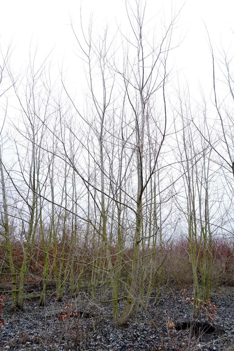 Populus alba meerstammig / struik meerstammig