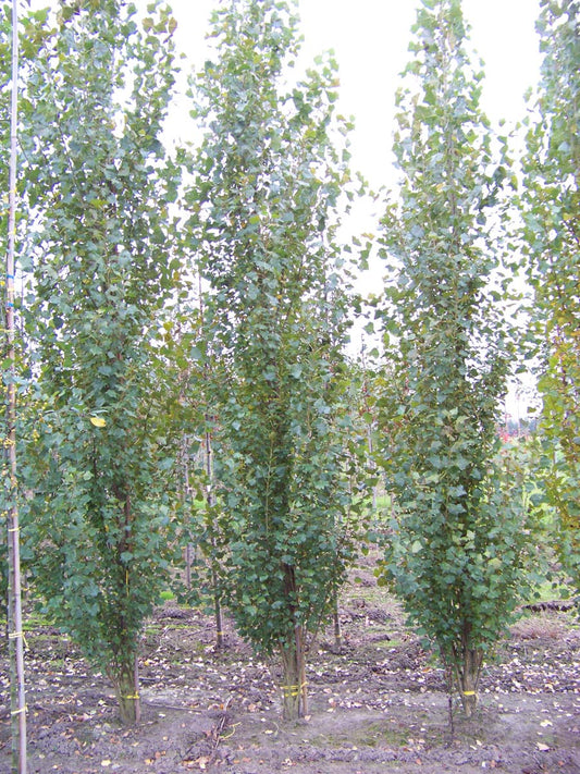 Populus nigra 'Italica' meerstammig / struik meerstammig