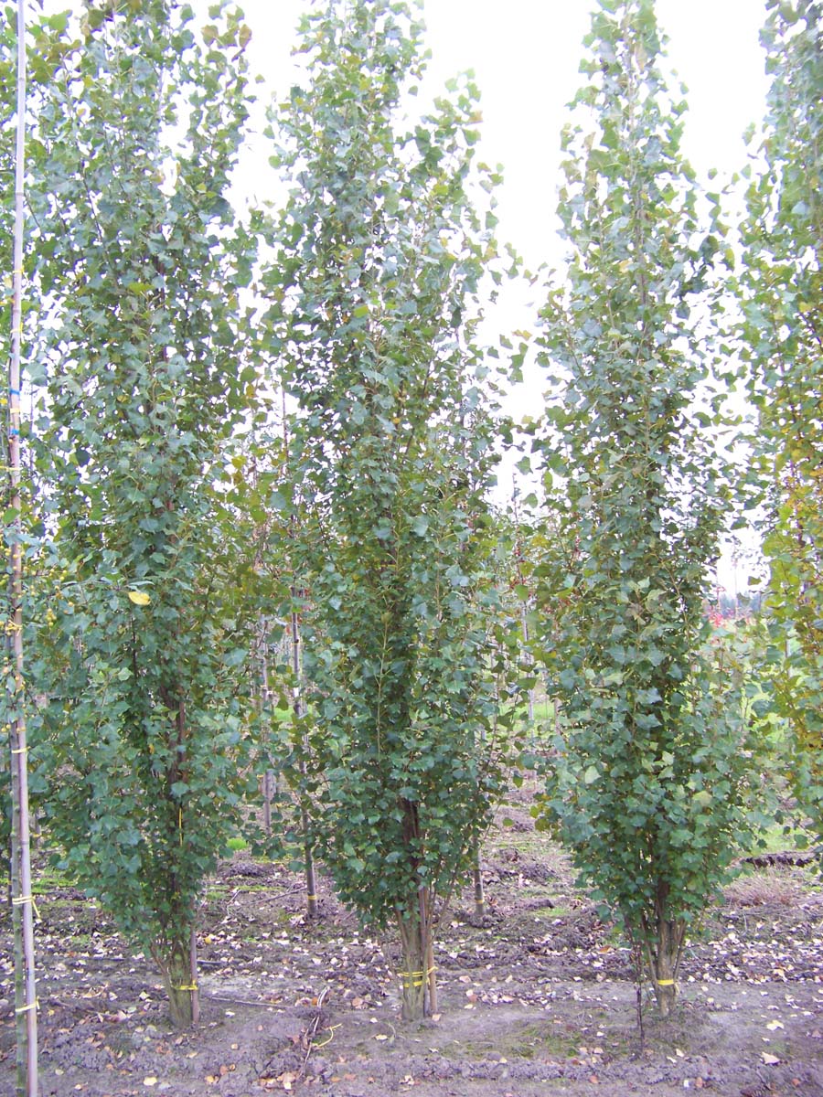 Populus nigra 'Italica' meerstammig / struik meerstammig