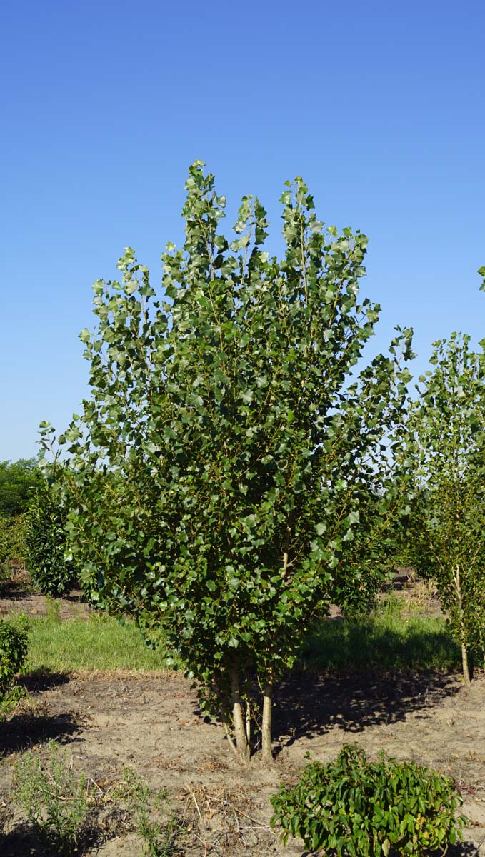 Populus nigra 'Italica' meerstammig / struik meerstammig