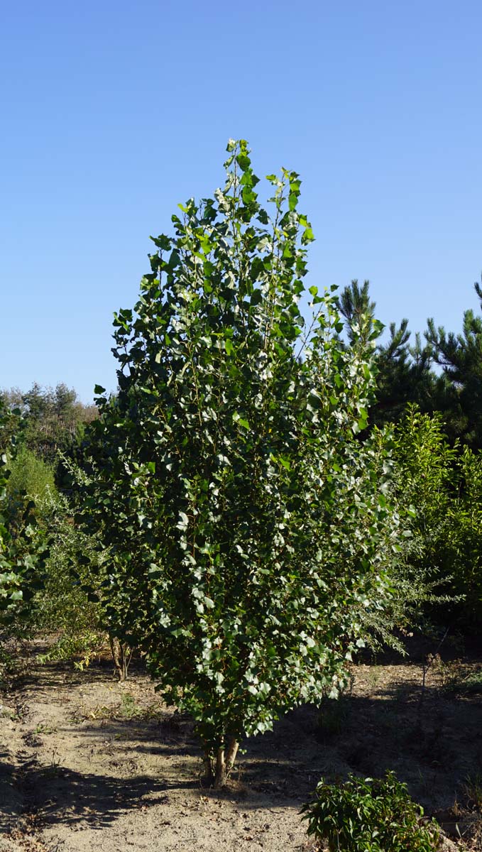 Populus nigra 'Italica' meerstammig / struik meerstammig