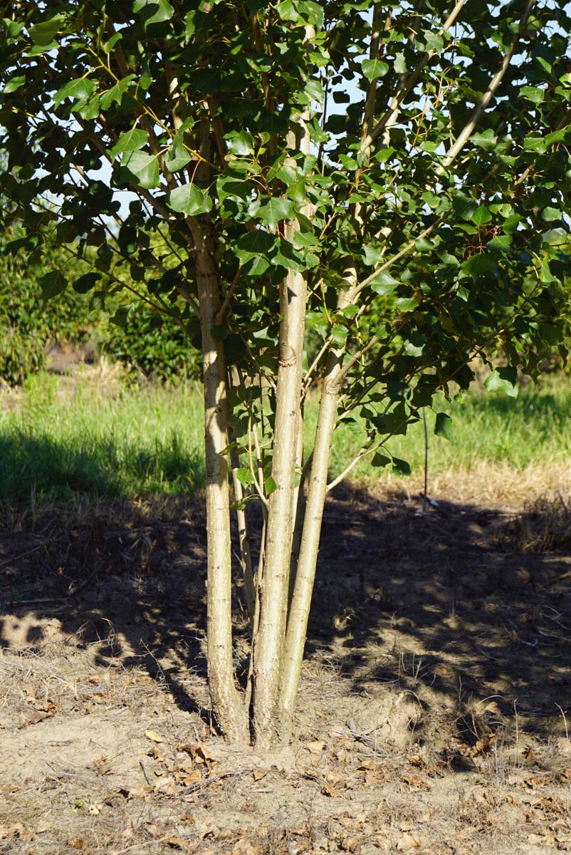Populus nigra 'Italica' meerstammig / struik meerstammig