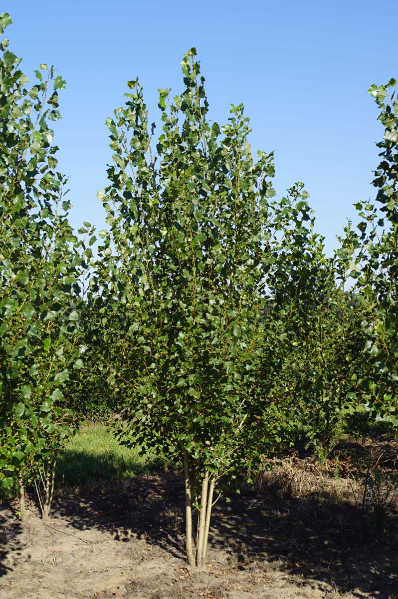 Populus nigra 'Italica' meerstammig / struik meerstammig