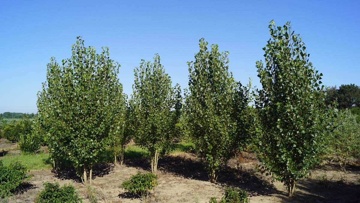 Populus nigra 'Italica' meerstammig / struik meerstammig