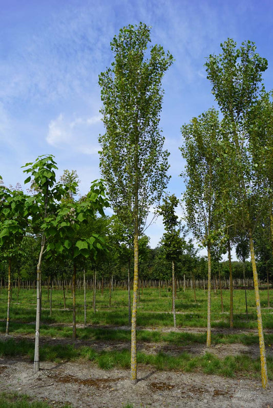 Populus nigra 'Italica' op stam op stam