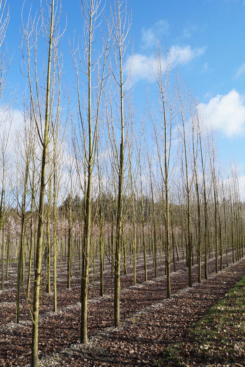 Populus nigra 'Italica' op stam op stam