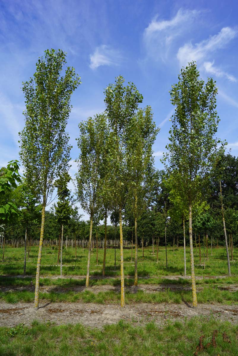Populus nigra 'Italica' op stam op stam