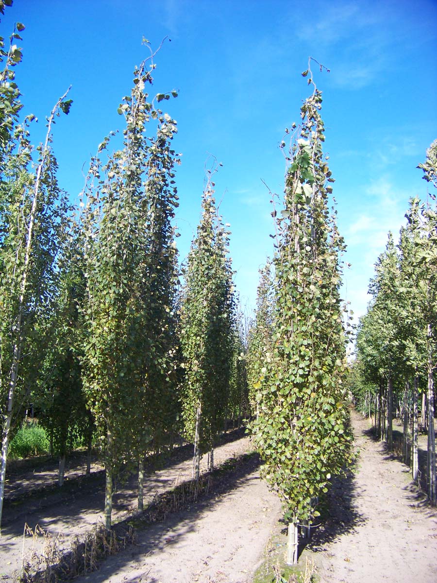 Populus tremula 'Erecta' op stam