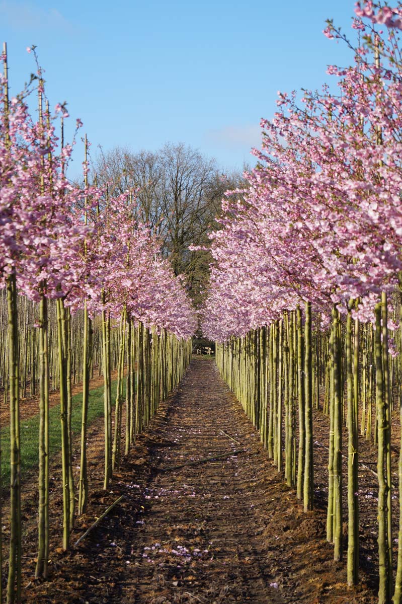 Prunus 'Accolade' op stam op stam