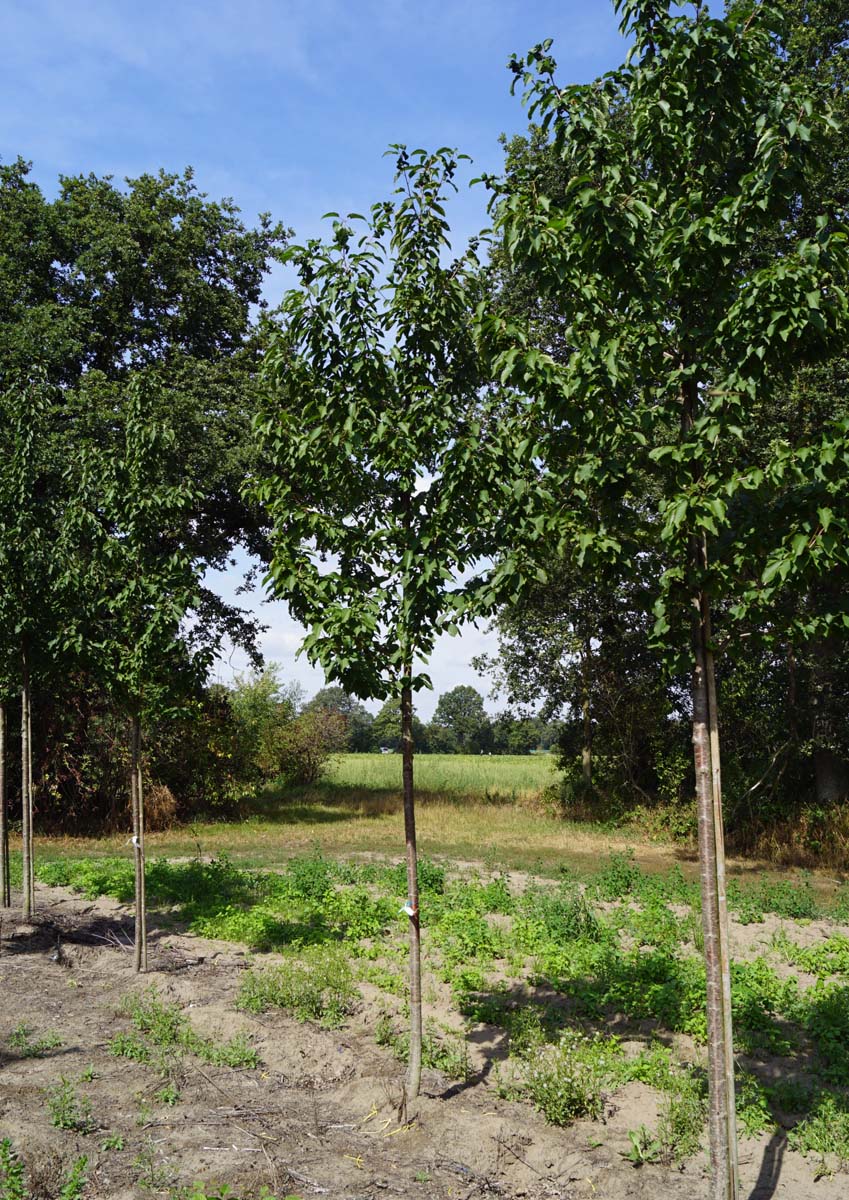 Prunus avium 'Landscape Bloom' op stam