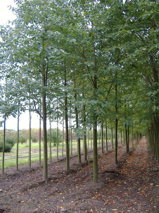 Prunus avium 'Plena' op stam op stam