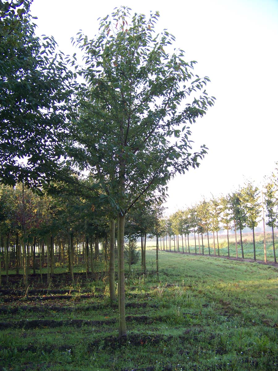Prunus avium 'Plena' op stam op stam