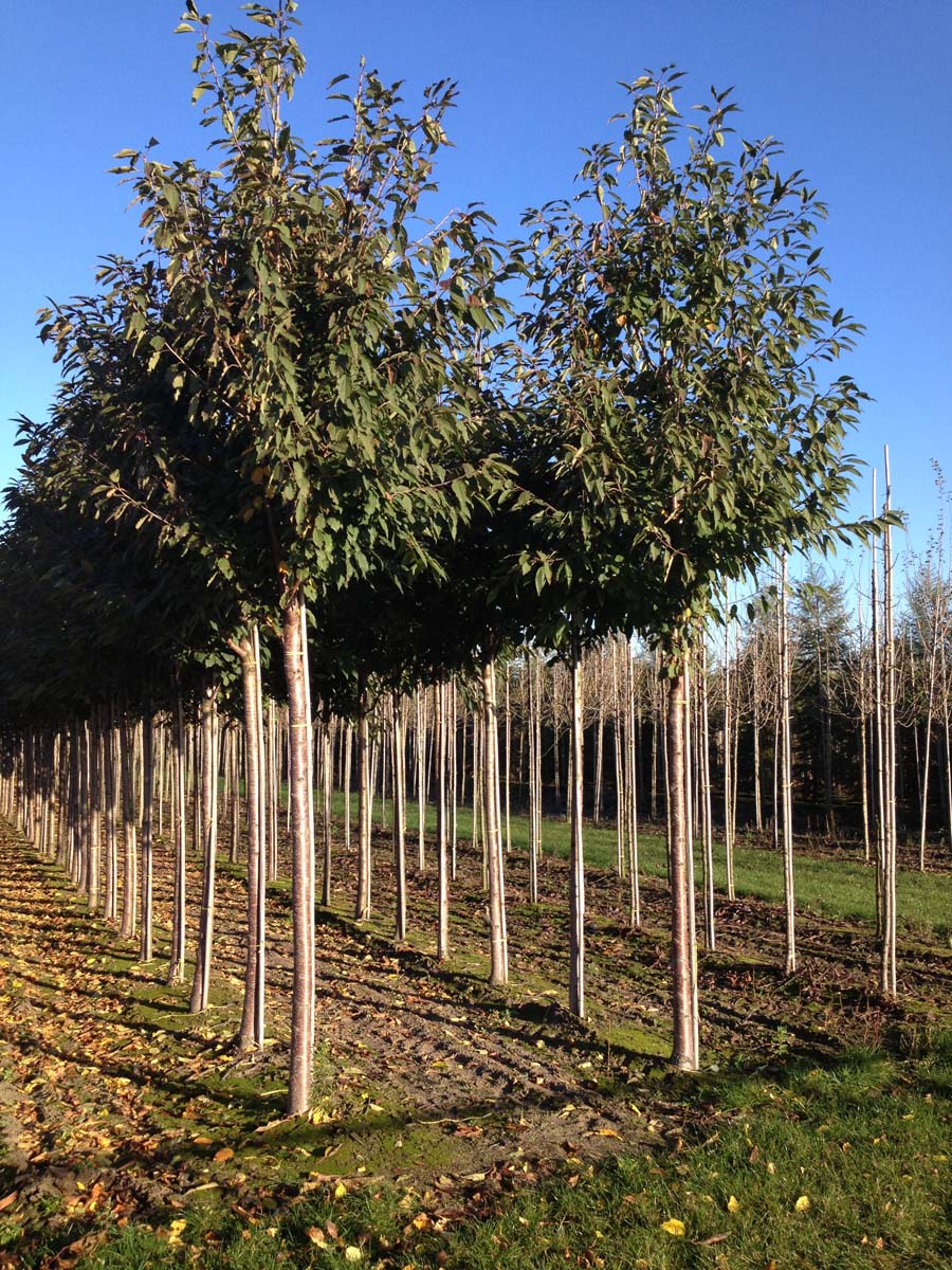 Prunus avium 'Plena' op stam op stam