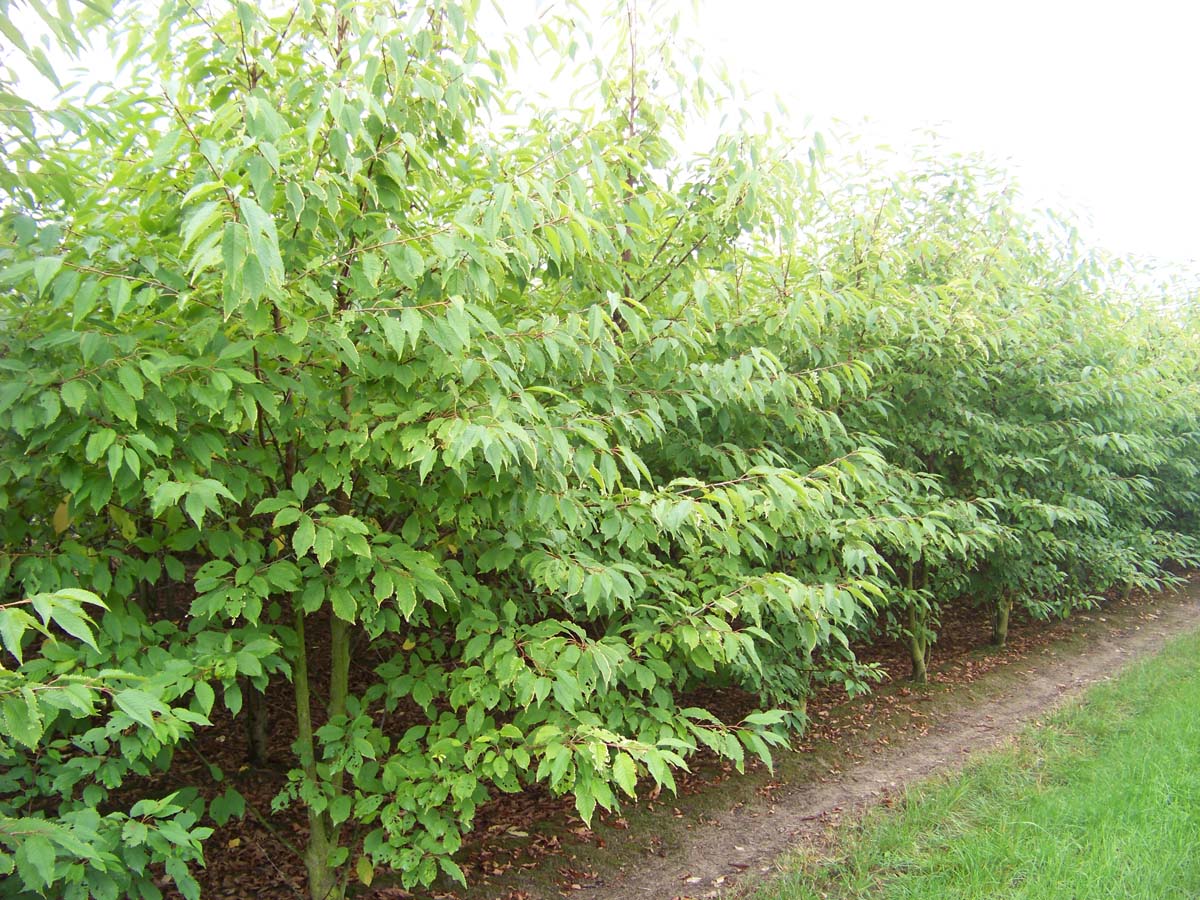 Prunus avium 'Plena' meerstammig / struik meerstammig