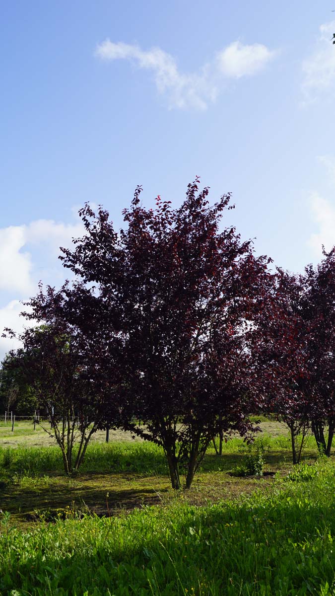 Prunus cerasifera 'Nigra' meerstammig / struik meerstammig