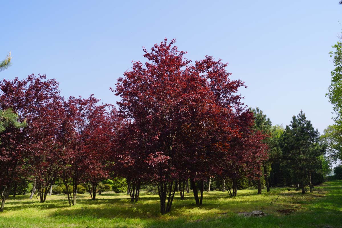 Prunus cerasifera 'Nigra' meerstammig / struik meerstammig