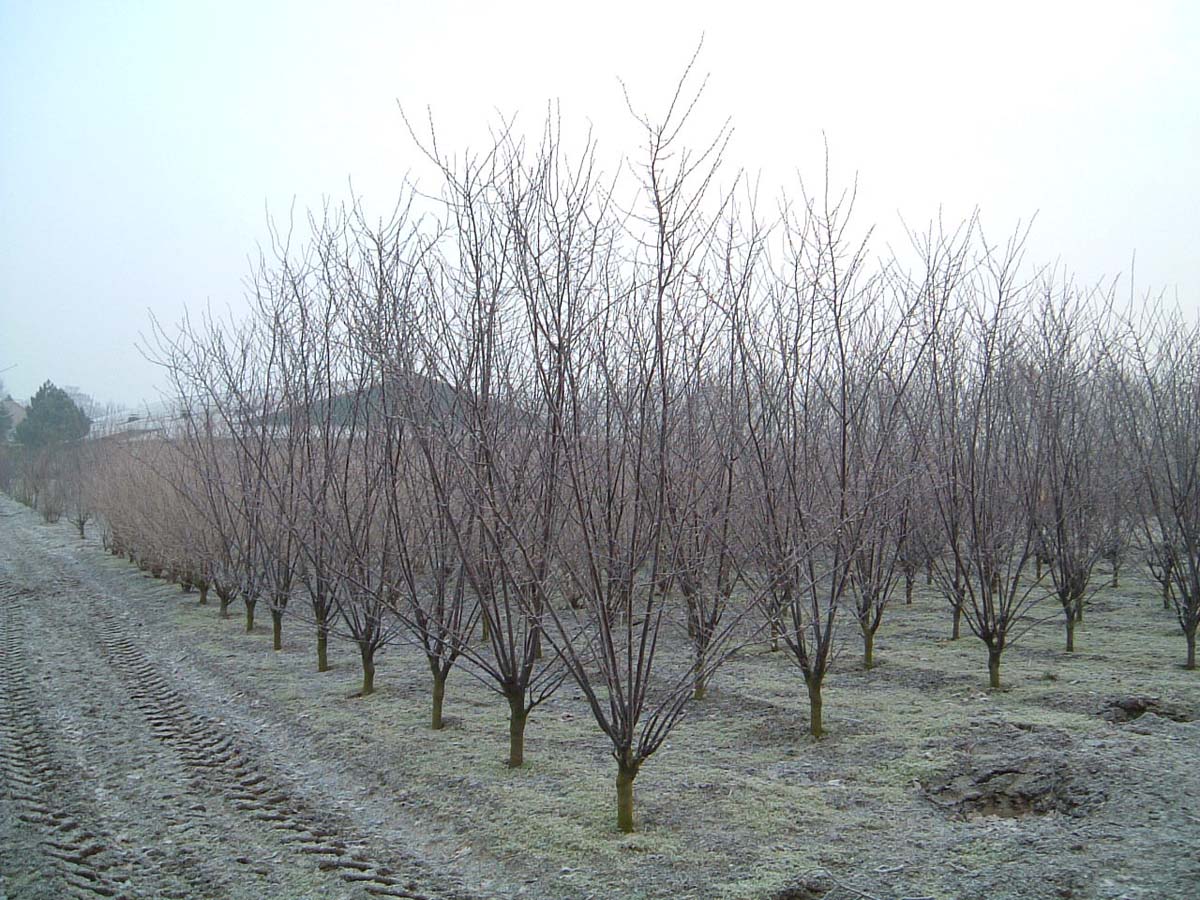 Prunus cerasifera 'Nigra' solitair solitair