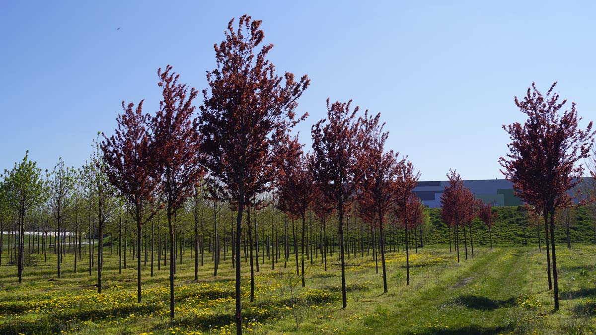 Prunus cerasifera 'Nigra' op stam op stam