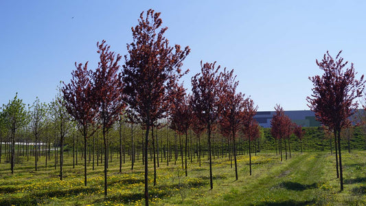 Prunus cerasifera 'Nigra' op stam op stam