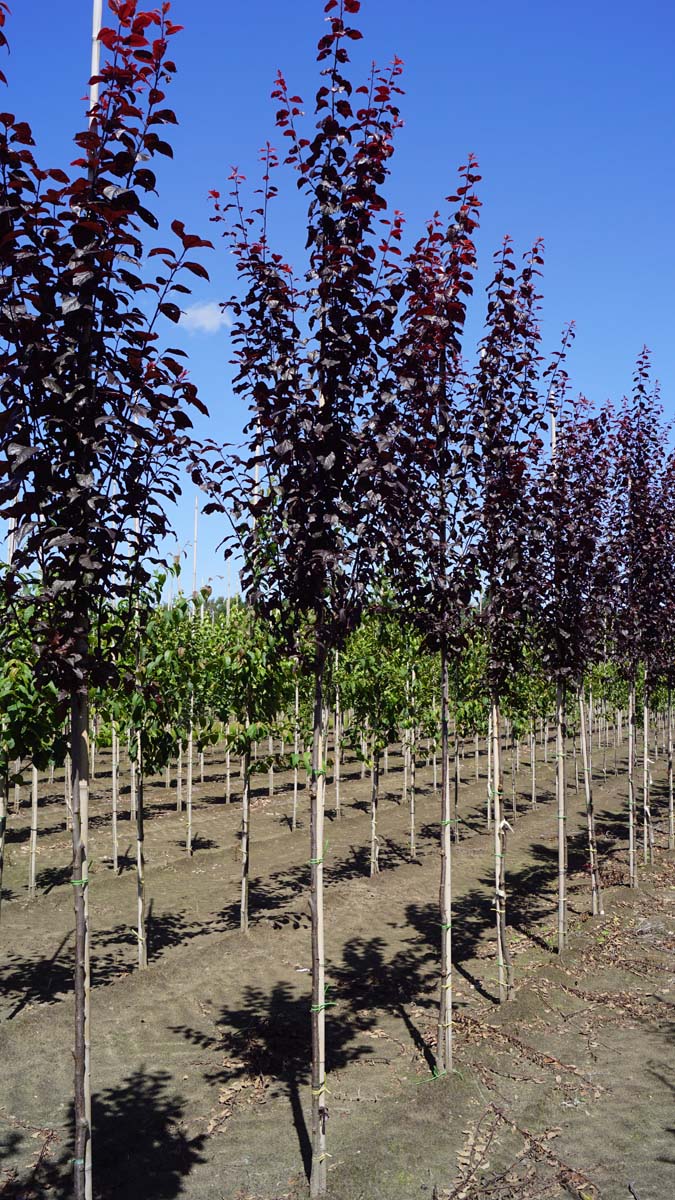 Prunus cerasifera 'Nigra' op stam op stam