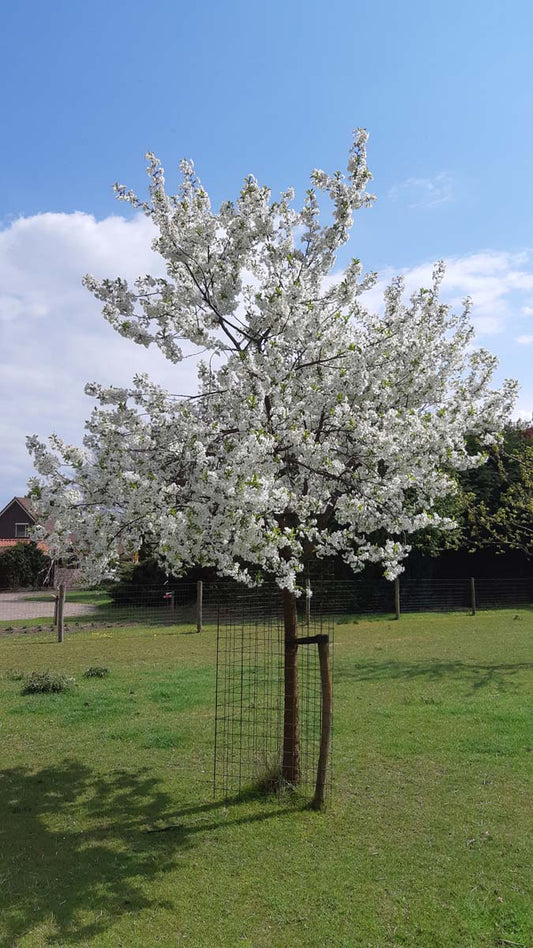 Prunus cerasus 'Kelleris 14' op stam