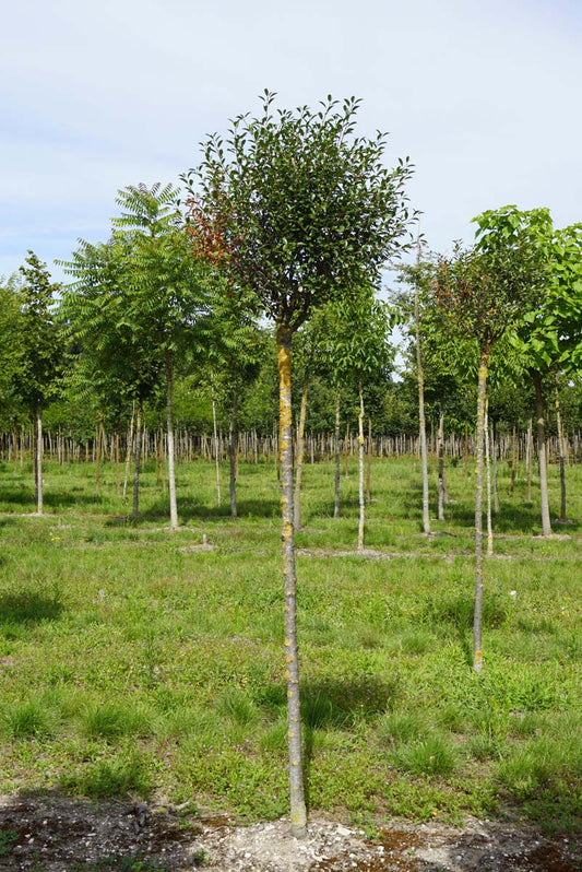 Prunus eminens 'Umbraculifera' op stam op stam