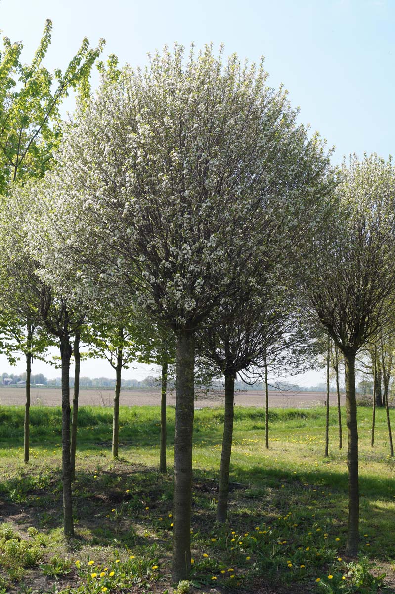 Prunus eminens 'Umbraculifera' op stam op stam