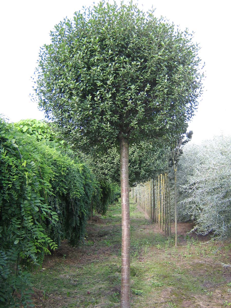Prunus eminens 'Umbraculifera' op stam op stam