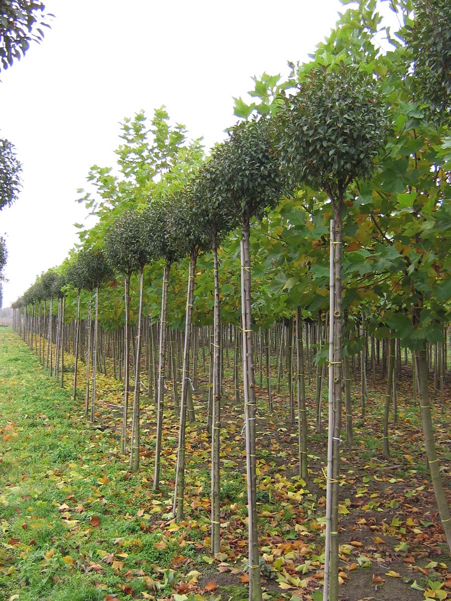 Prunus eminens 'Umbraculifera' op stam op stam