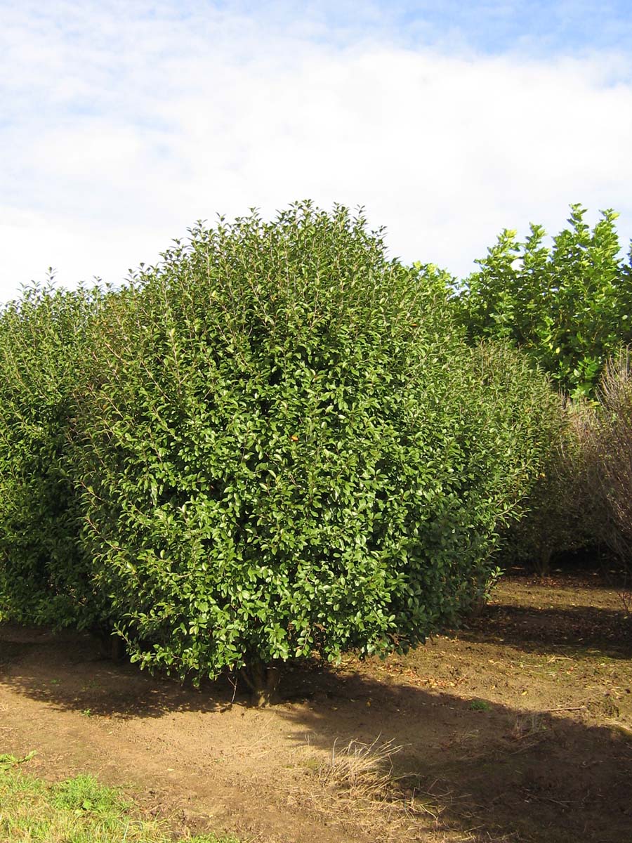 Prunus eminens 'Umbraculifera' meerstammig / struik meerstammig