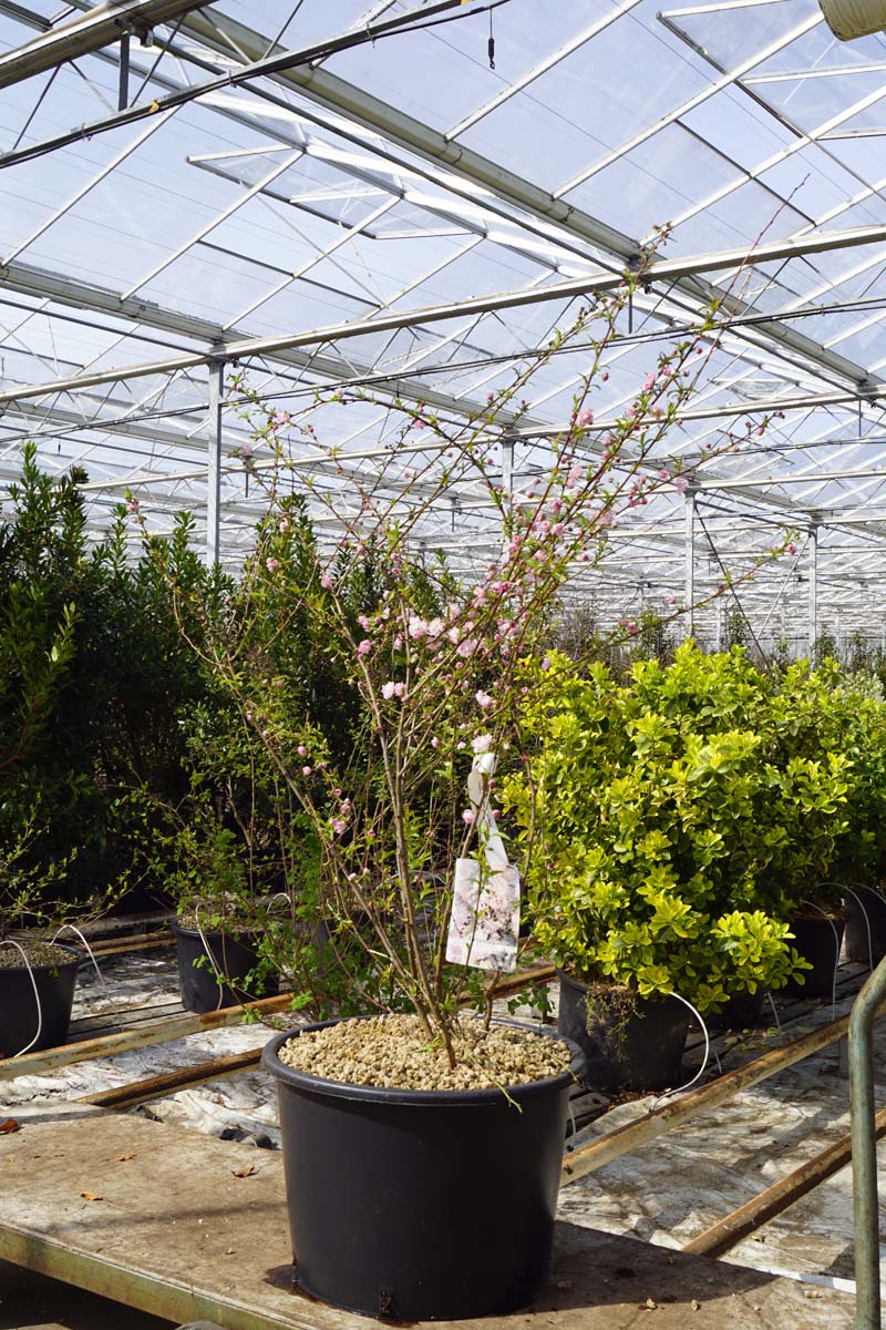Prunus glandulosa 'Rosea Plena' meerstammig / struik meerstammig