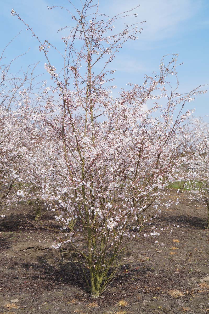 Prunus 'Hally Jolivette' meerstammig / struik meerstammig