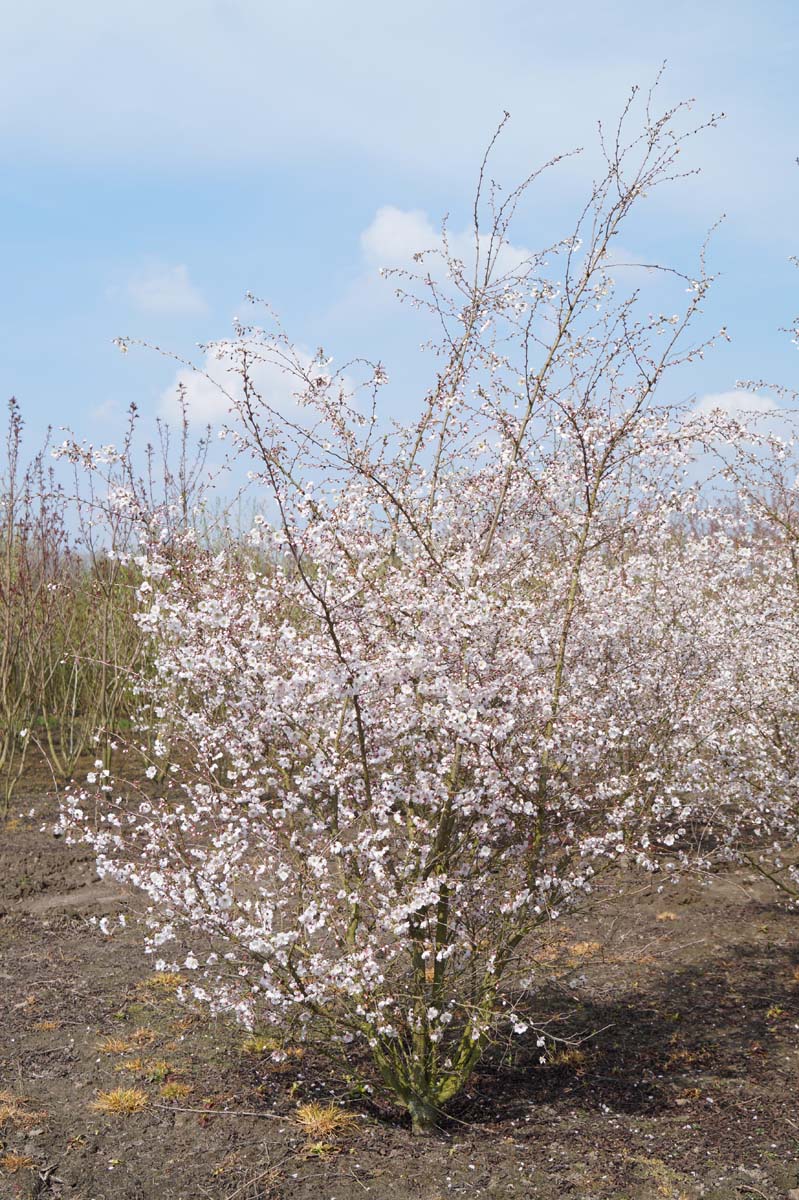 Prunus 'Hally Jolivette' meerstammig / struik meerstammig