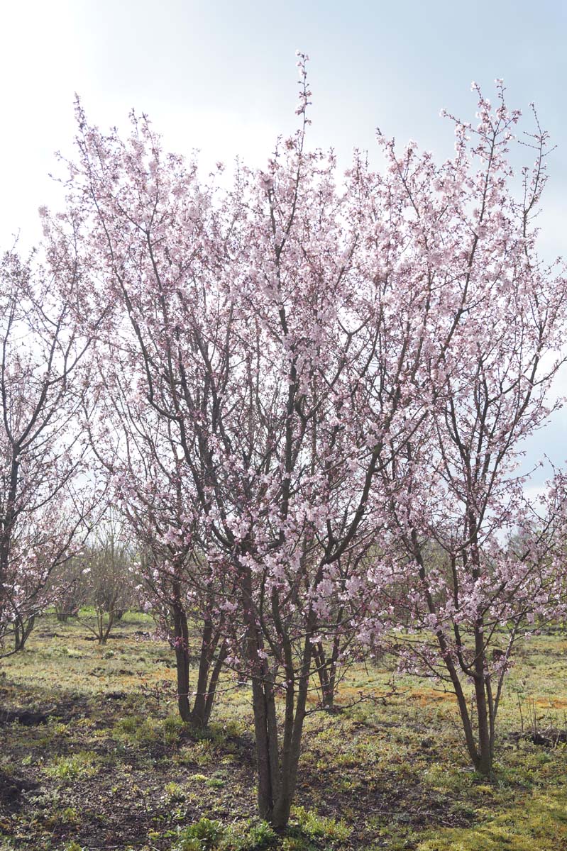 Prunus incisa 'Cunera' meerstammig / struik meerstammig