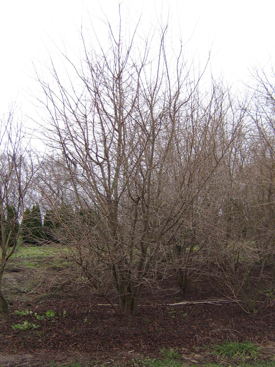 Prunus incisa 'February Pink' meerstammig / struik meerstammig