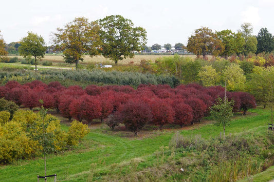 Prunus incisa 'Kojou-no-mai' meerstammig / struik meerstammig